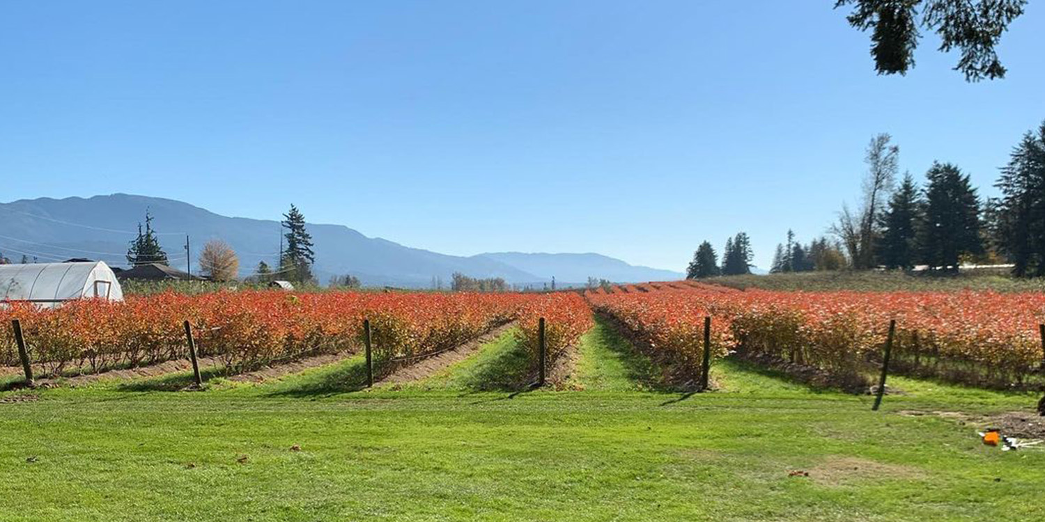 Berry field in Abbotsford