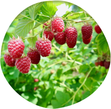 Raspberries at Willems berry farm